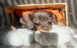 Miniature Dachshund dogs for sale: Miniature dachshunds READY for forever home 🐶🤎 - Image 25
