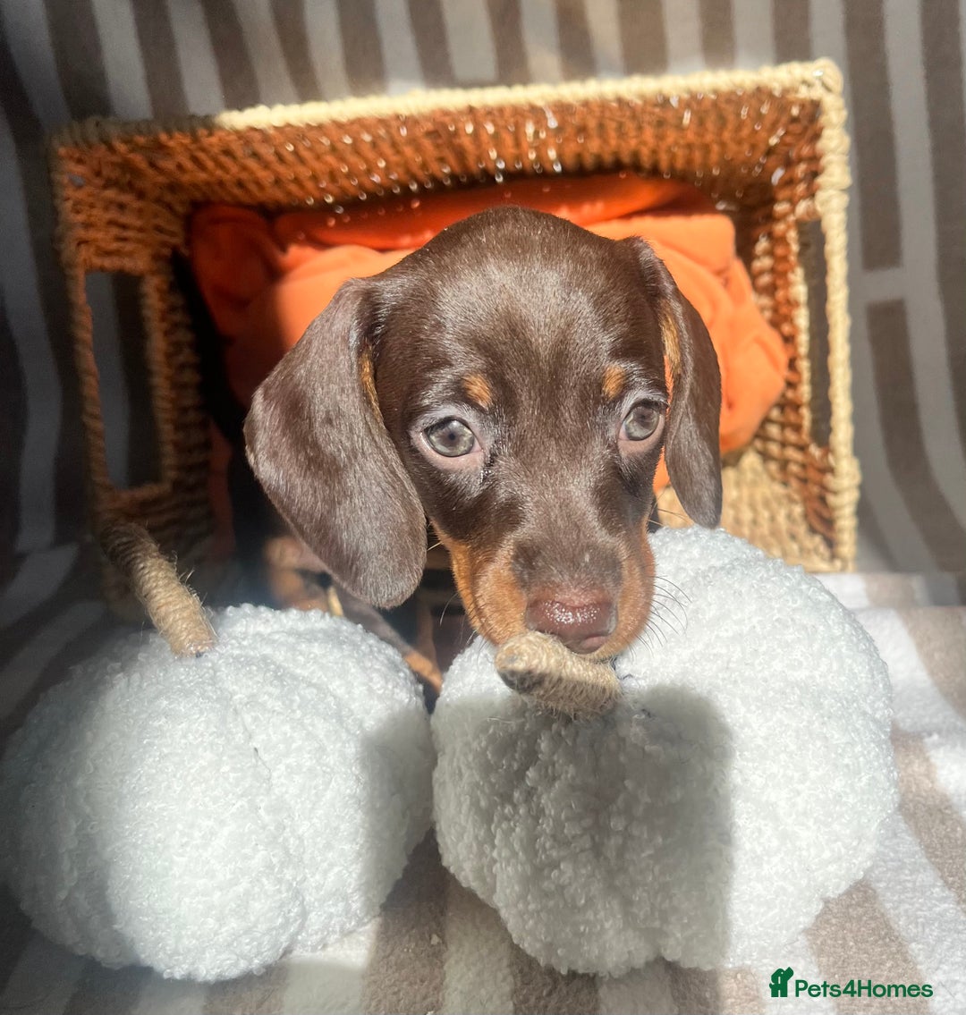 Miniature Dachshund dogs for sale: Miniature dachshunds READY for forever home 🐶🤎 - Image 25