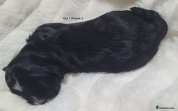 Mixed Breed dogs for sale: 🐶 Adorable La-Chon Puppies-Ready 1st December 🐶 - Image 12