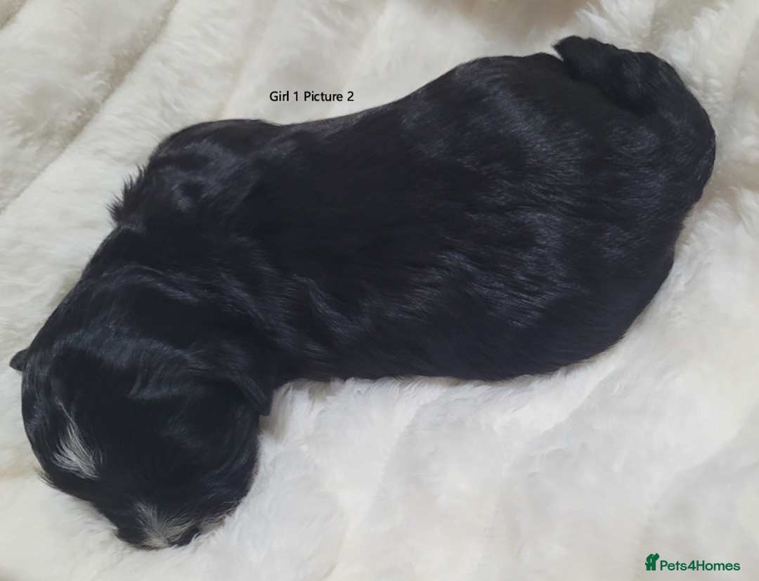 Mixed Breed dogs for sale: 🐶 Adorable La-Chon Puppies-Ready 1st December 🐶 - Image 12