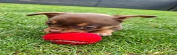 Chihuahua dogs for sale: Chihuahua boys - Advert 4