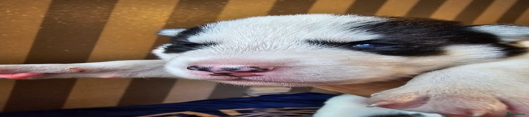 Siberian Husky Puppy 2