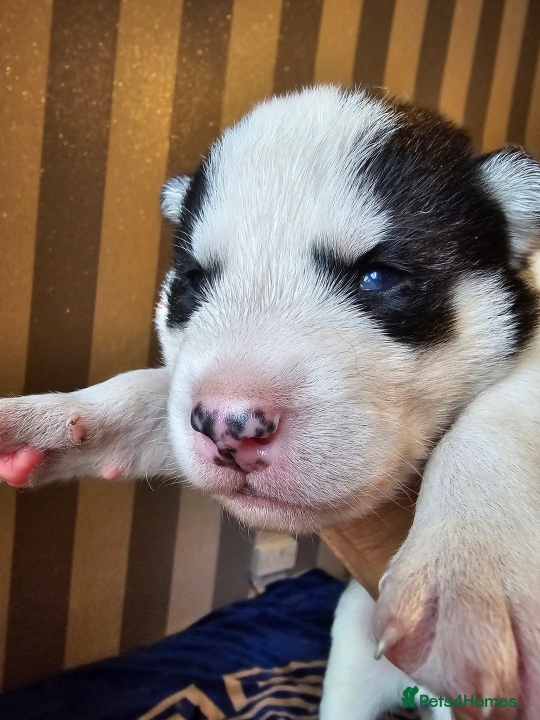 Siberian Husky dogs for sale: Husky puppies for sale  - Image 3
