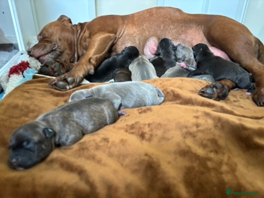 Staffordshire Bull Terrier dogs for sale: Beautiful Staffordshire Bull Terrier Puppies - Image 19