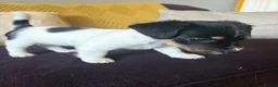 Jack Russell dogs for sale: Beautiful jack Russell puppies - Advert 3