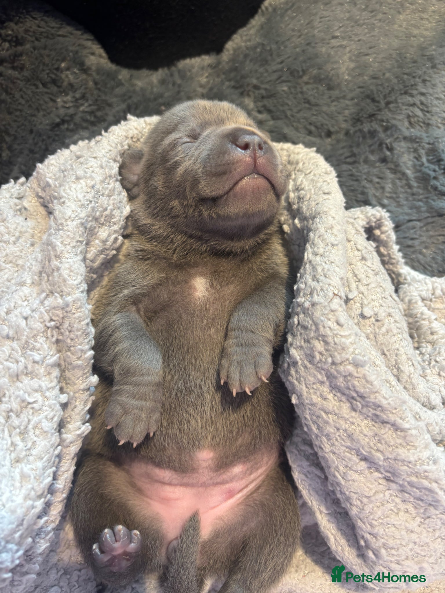 Staffordshire Bull Terrier dogs KC REG BEAUTIFUL BLUE STAFF + CHAMPION BLOOD LINES - Advert 1