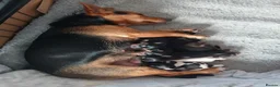 Jack Russell dogs for sale: 7 Litter Jack Russell pups  - Advert 3