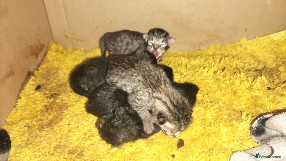 Domestic Shorthair cats for sale: Kittens for Sale - Image 5