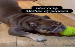 English Bulldog dogs for sale: KC registered English Bulldog Puppies  - Image 25