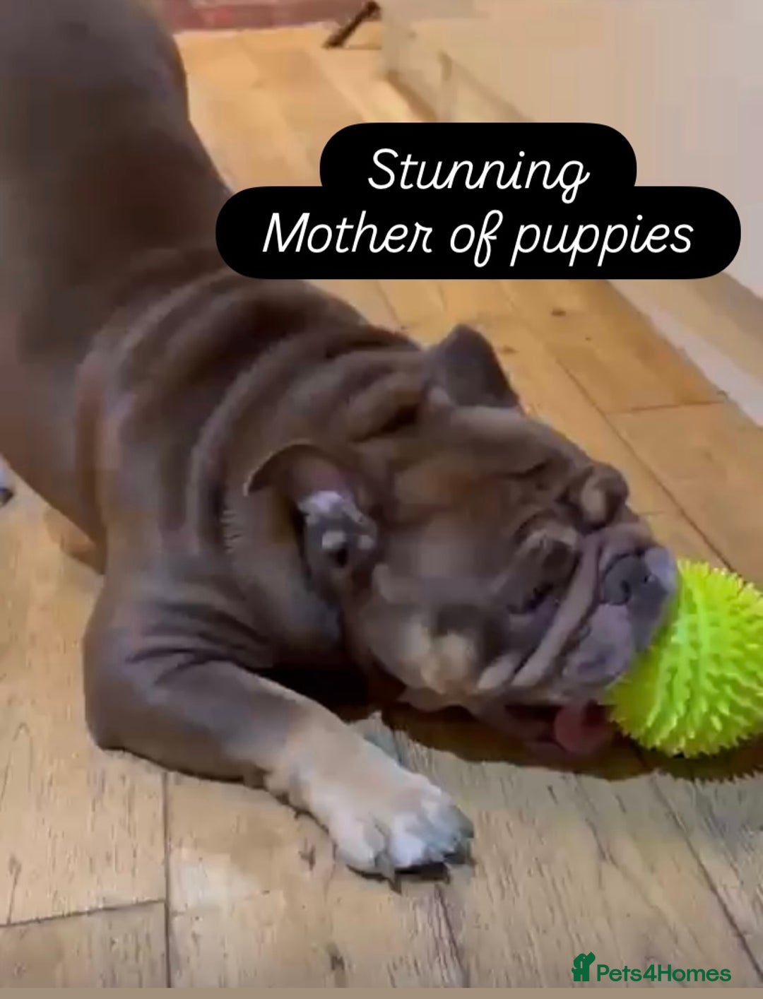 English Bulldog dogs for sale: KC registered English Bulldog Puppies  - Image 25