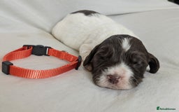 Sprocker dogs for sale: 🐶✨ F2 Sprocker Puppies – Growing Beautifully! ✨🐶 - Image 15