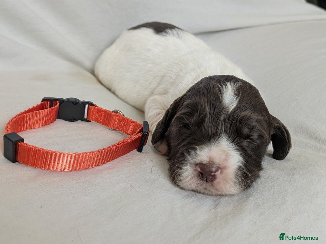 Sprocker dogs for sale: 🐶✨ F2 Sprocker Puppies – Growing Beautifully! ✨🐶 - Image 15