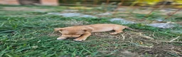 Mixed Breed dogs for adoption: Arnie - Adorable small breed cross  - Advert 6