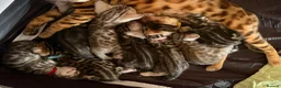 Bengal cats for sale: Bengal Kittens-Beautiful Rosettes – Family Raised - Advert 14