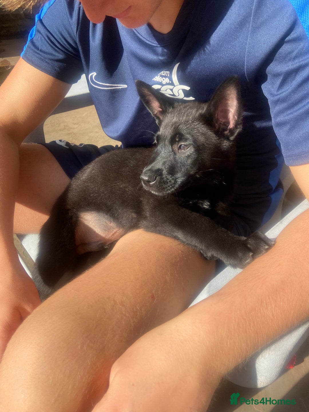 Belgian Shepherd Dog dogs for sale: Malinois x Dutch herder ready to collect !  in Wingate - Image 16