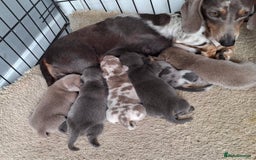 Miniature Dachshund dogs for sale: Miniature dachshund puppies - Image 11