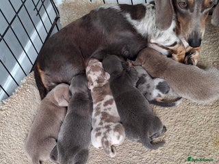 Miniature Dachshund dogs - Advert 5