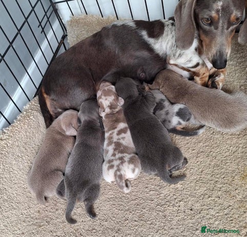 Miniature Dachshund dogs - Advert 9