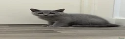 British Shorthair cats for sale: Beautiful Pure British Shorthair Blue Kittens  - Advert 27
