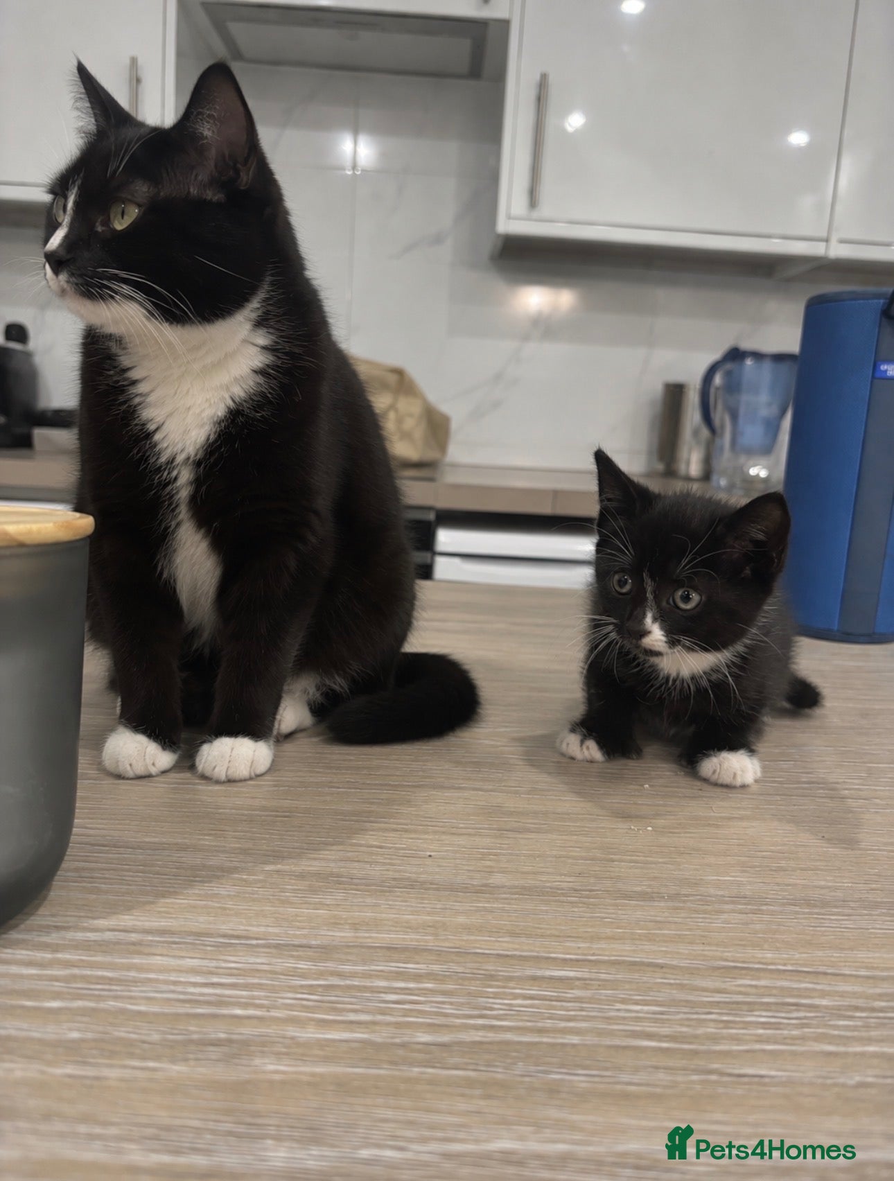 Mixed Breed cats beautiful 8wk old kitten ready to leave  - Advert 2