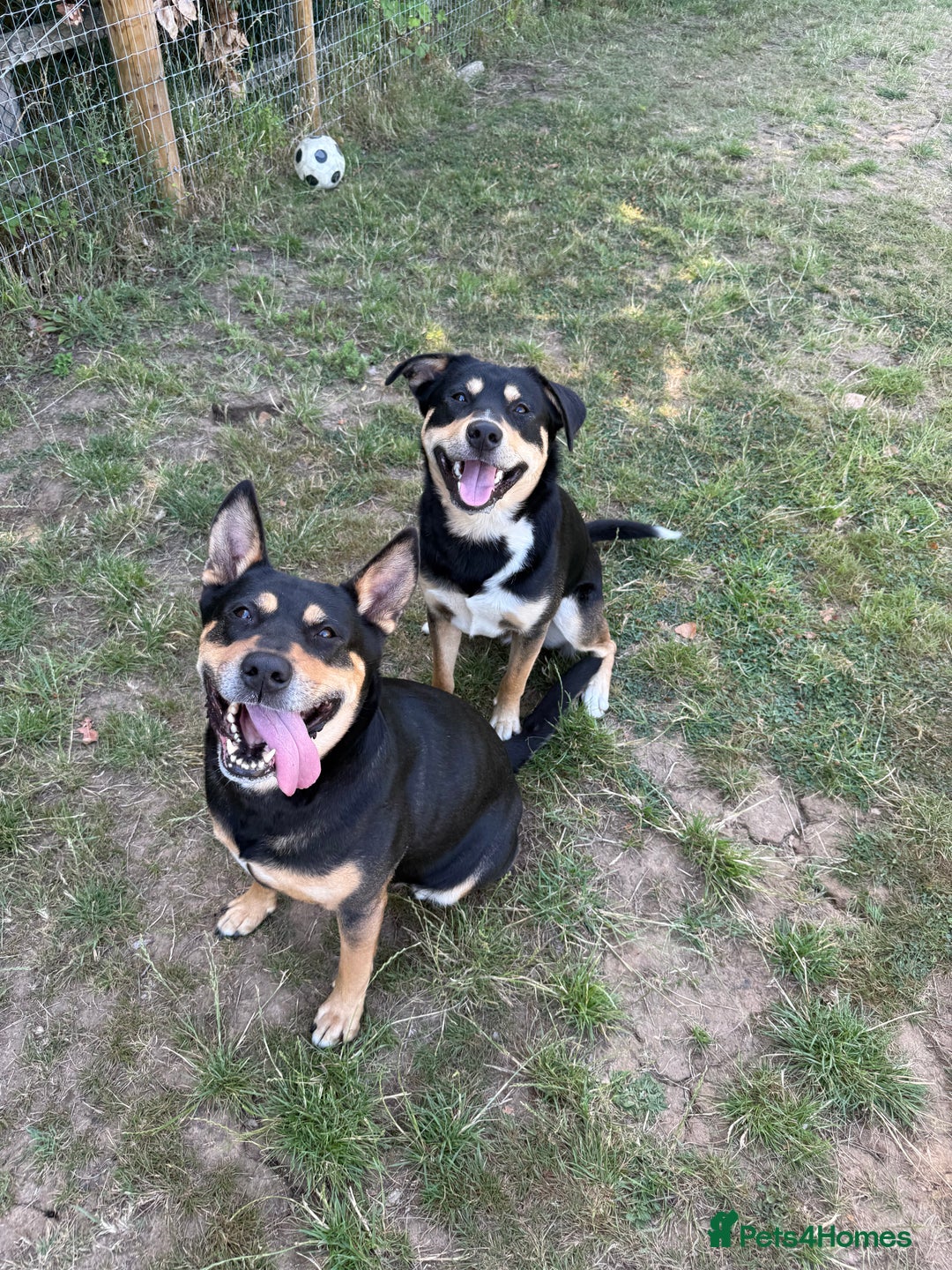 Mixed Breed dogs for sale: Our beautiful boy Koda💙 - Advert 10