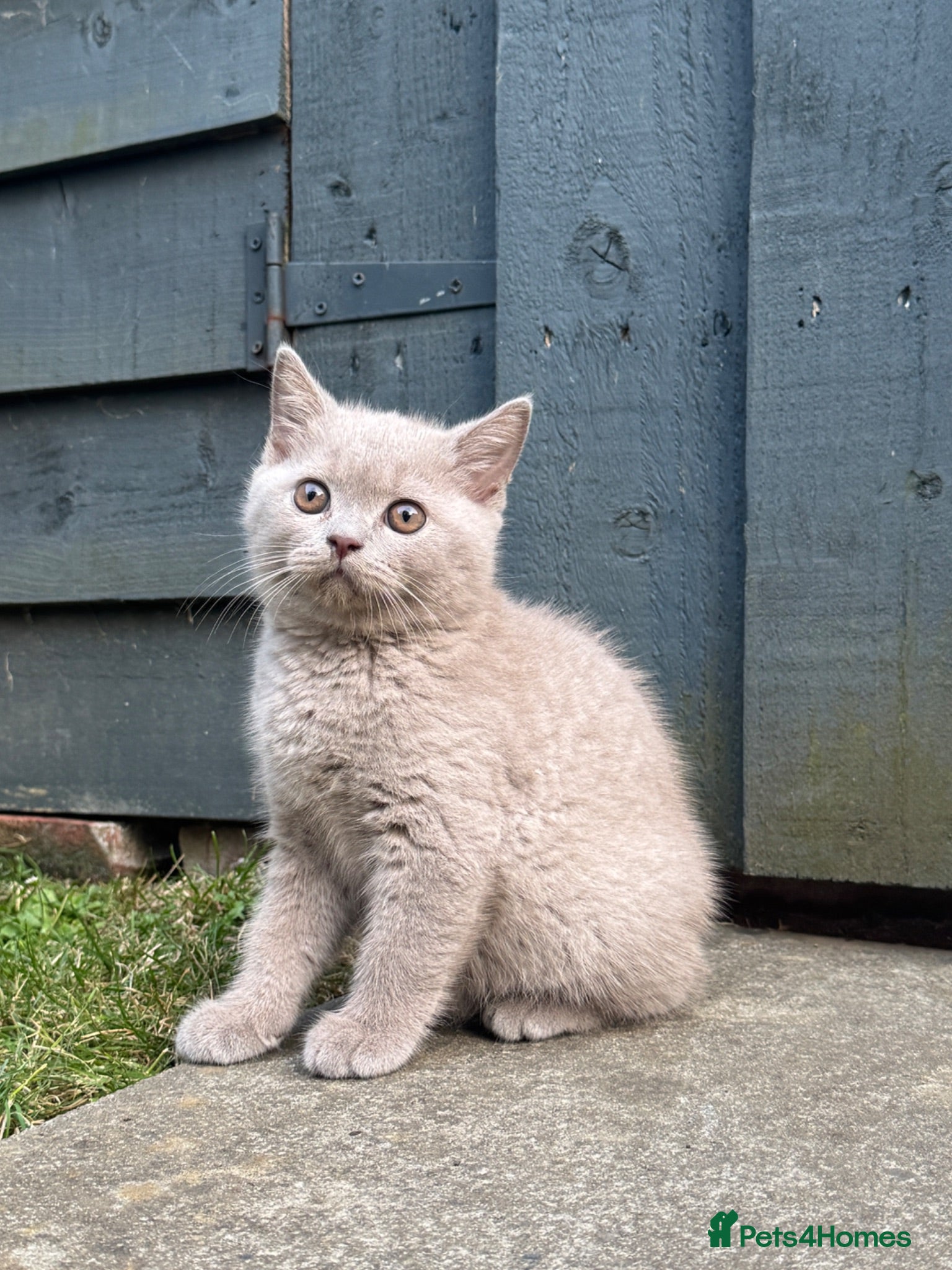 British Shorthair cats British shorthair kittens  - Advert 2