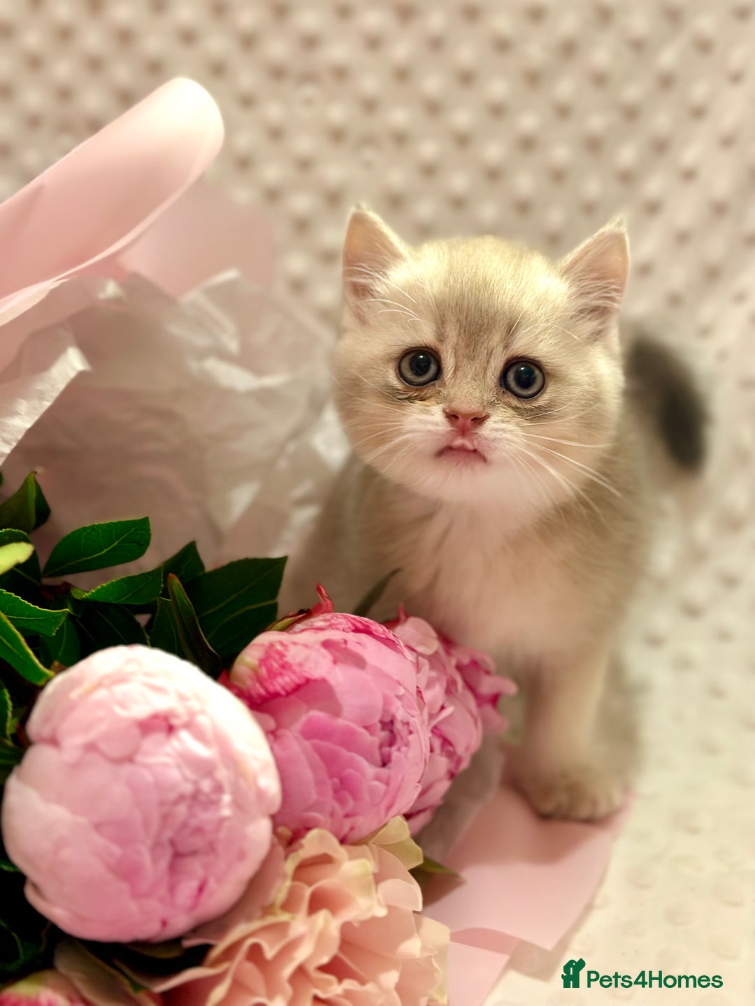 British Shorthair cats for sale: Two Blue Gold Boys  - Advert 16