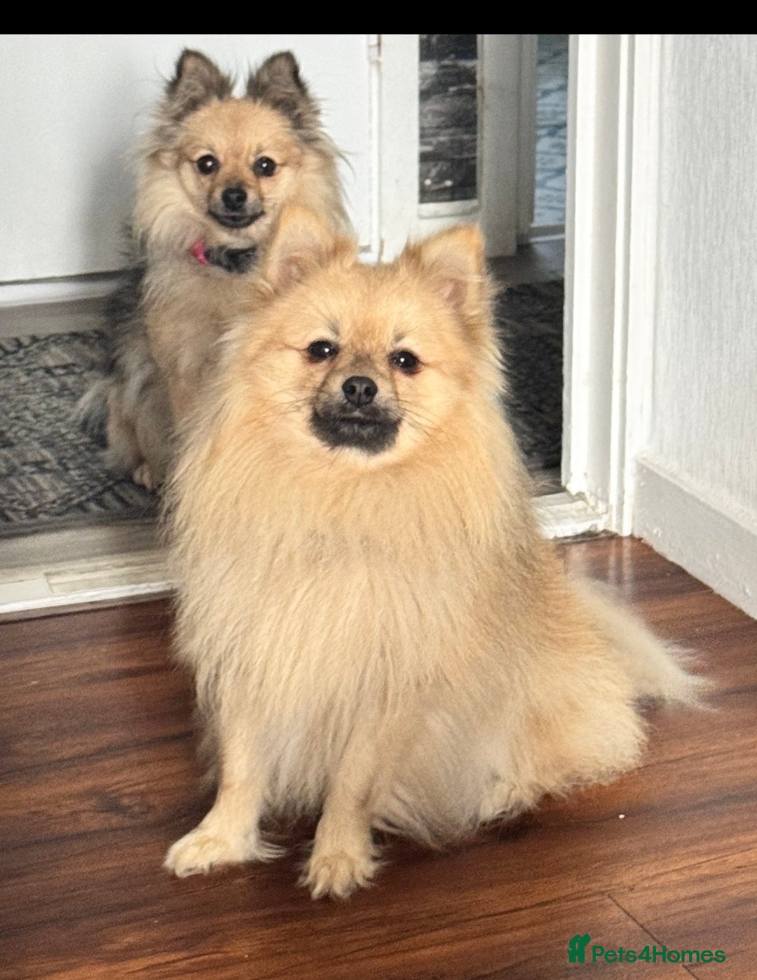 Pomeranian dogs for sale: 6 Adorable Mini/Tiny/ Fluffy Pomeranian Puppies  - Advert 7