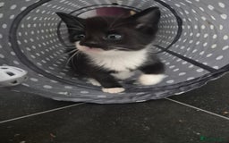 Mixed Breed cats for sale: gorgeous and very cuddley girls  - Image 1