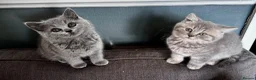 British Shorthair cats for sale: Last girl British shorthair kitten blue spotted  - Advert 3