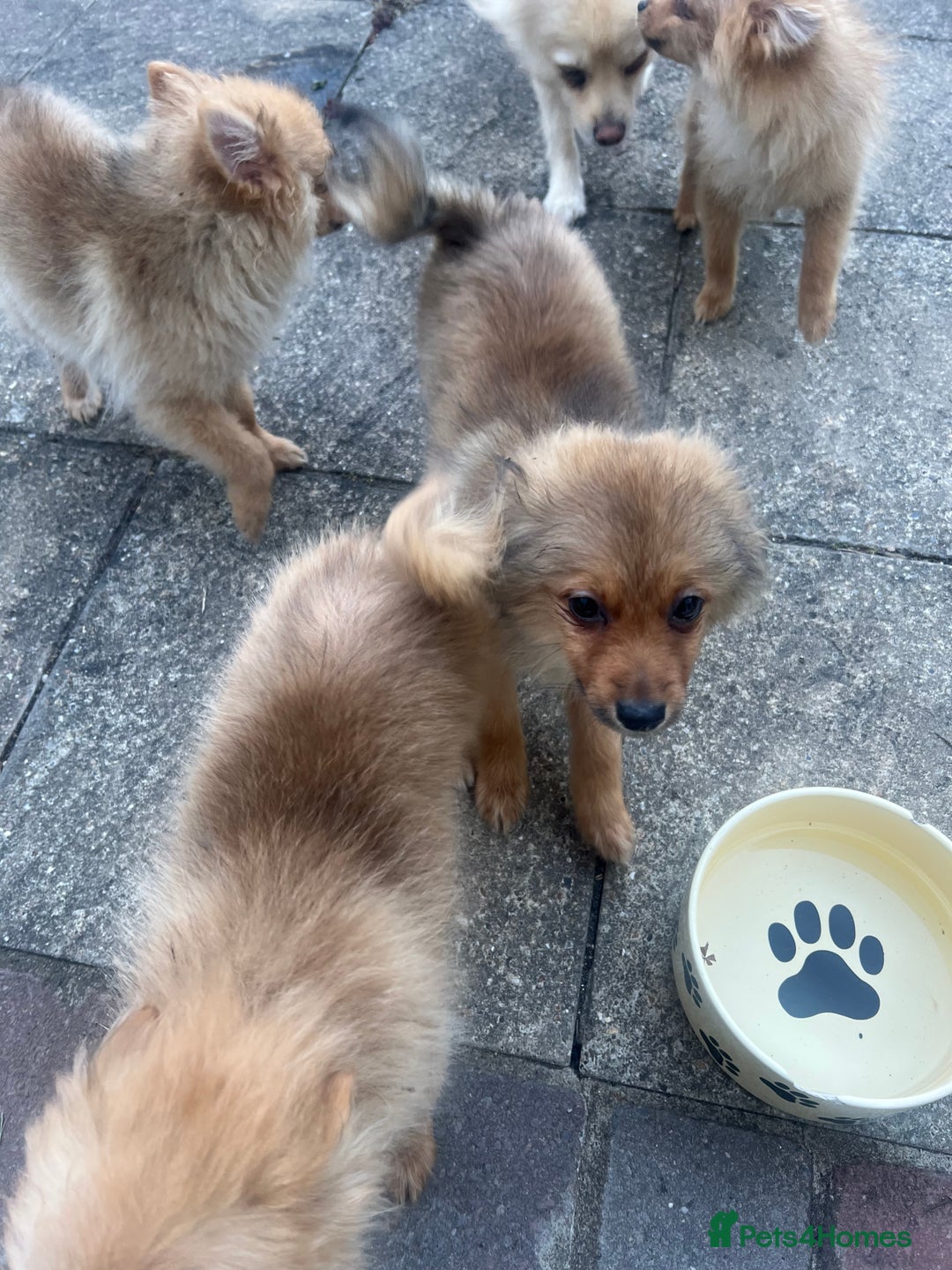 German Spitz dogs for sale: 4x Beautiful German Spitz Pomeranian Puppies  - Image 36