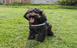 Toy Poodle dogs for sale: Cute Toy Poodle For Rehome - Image 3