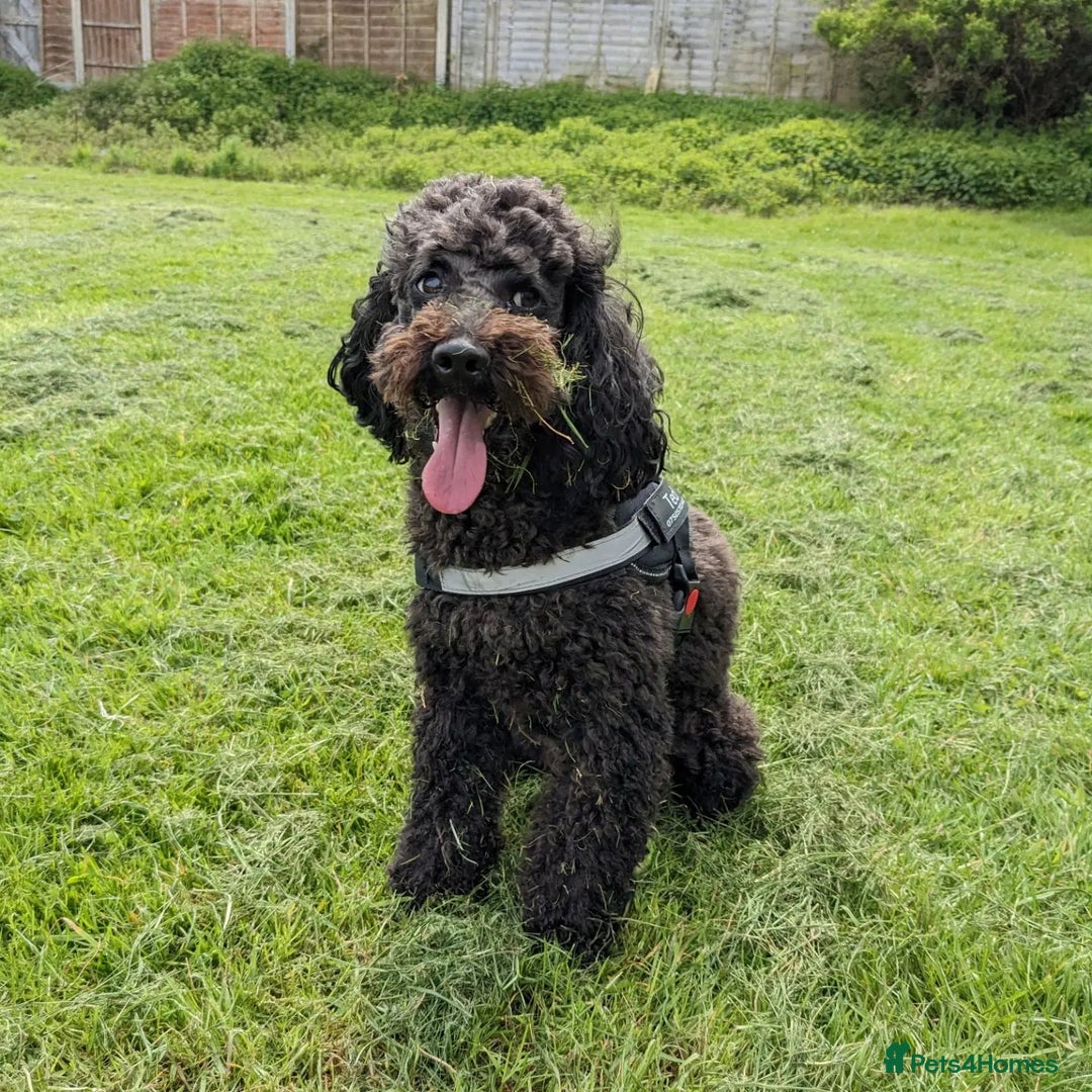 Toy Poodle dogs for sale: Cute Toy Poodle For Rehome - Image 3