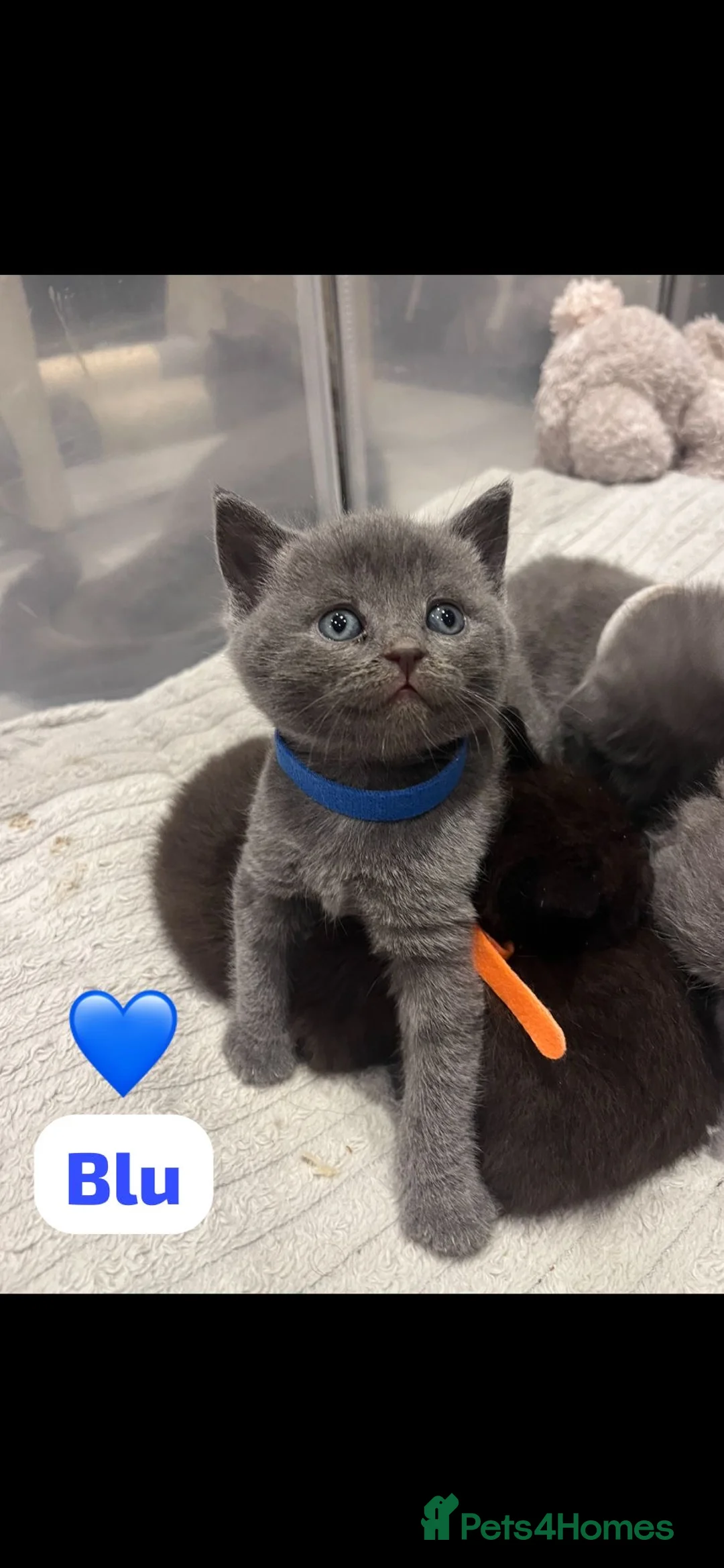 British Shorthair cats for sale: Beautiful British shorthair cross kittens🩵🩷 - Advert 26