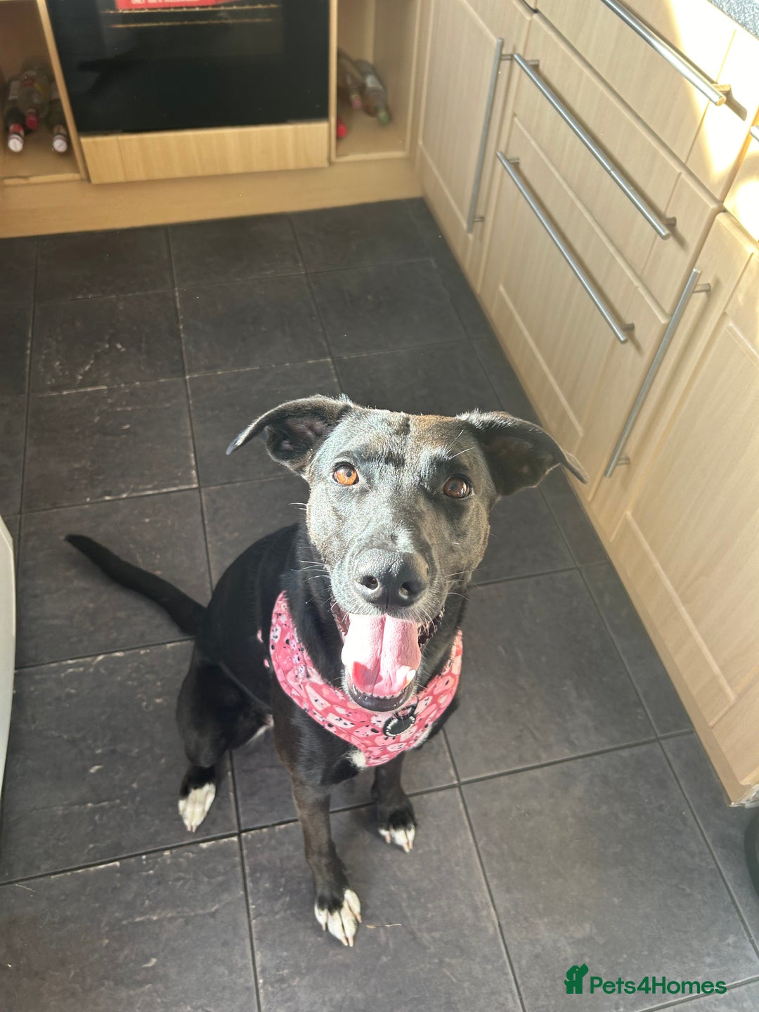Mixed Breed dogs for sale: Maisie German Shepard X Dalmation - Advert 7