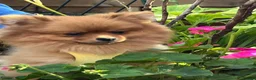 Pomeranian dogs for sale: Stunning pomeranian female  - Advert 3