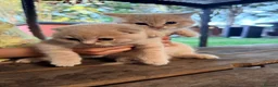 Scottish Fold cats for sale: Cute Scottish Fold Kittens 🐾 - Advert 7