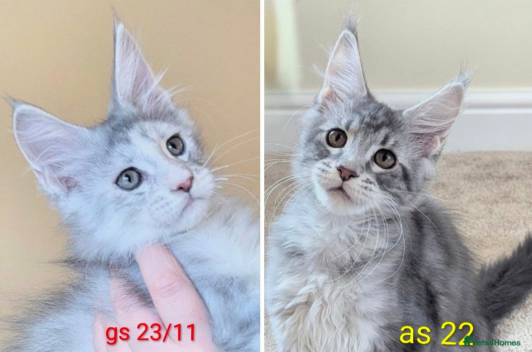 Maine Coon cats Champion Line Registered Female Kittens  - Advert 1