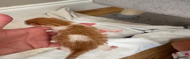 Kitten 1  