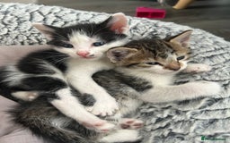 Mixed Breed cats for sale: 5 beautiful, inquisitive fluffy kittens - Image 10