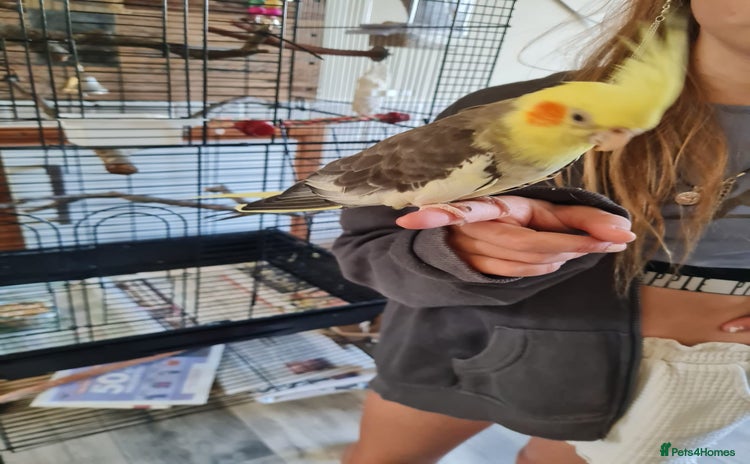 Cockatiels birds - Advert 2