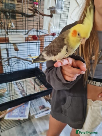 Cockatiels birds - Advert 2