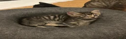 Mixed Breed cats for sale: Kittens for sales  in Camberley - Advert 7
