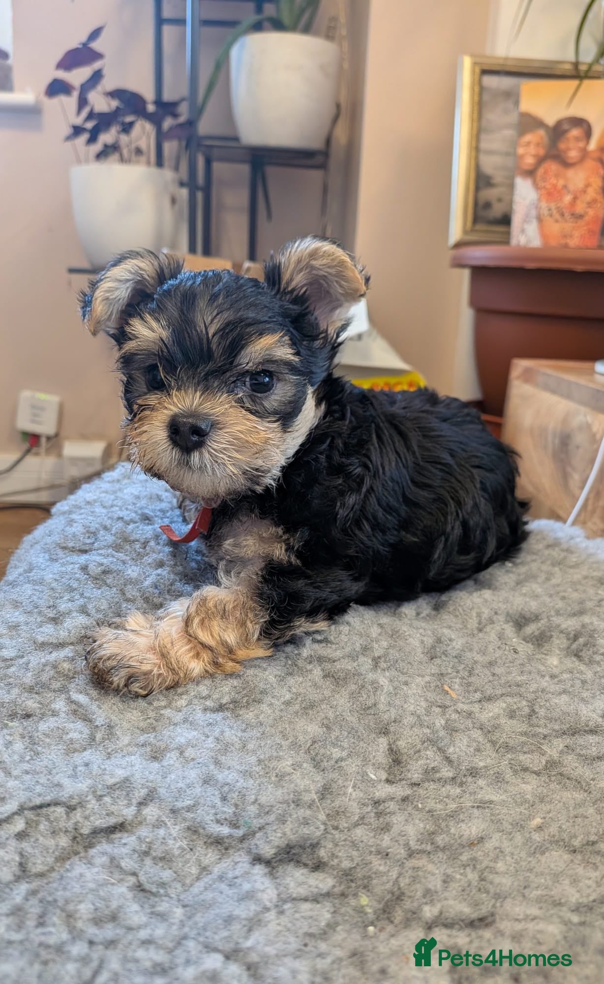 Yorkshire Terrier dogs Yorkshire Terrier Puppies — 2 Boys & 2 Girls Ready - Advert 1