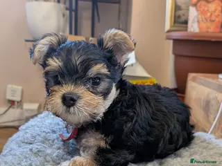 Yorkshire Terrier dogs Yorkshire Terrier Puppies — 2 Boys & 2 Girls Ready - Advert 1