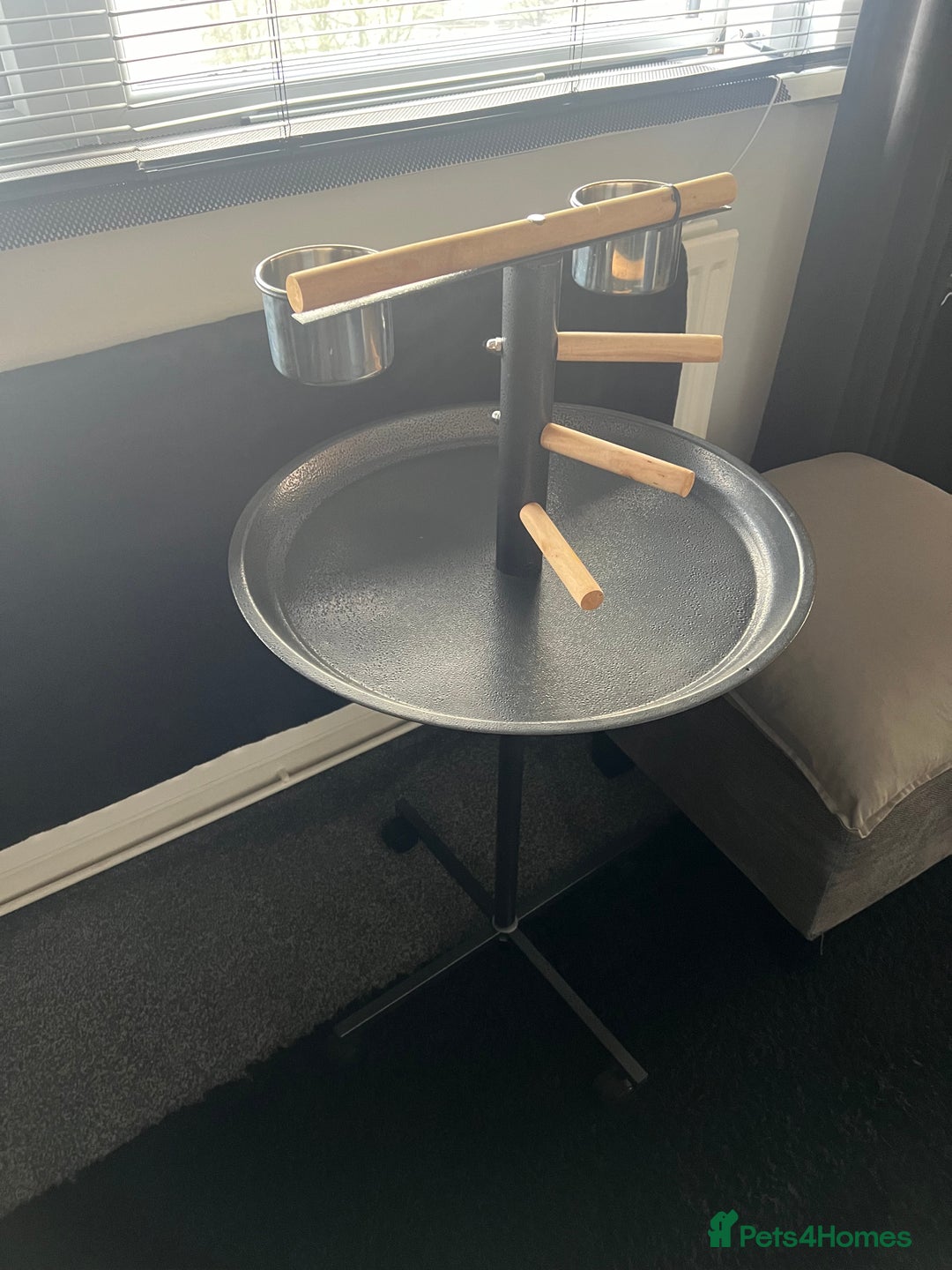 Parrots birds for sale: Male Alexandrian 1 year - Advert 7