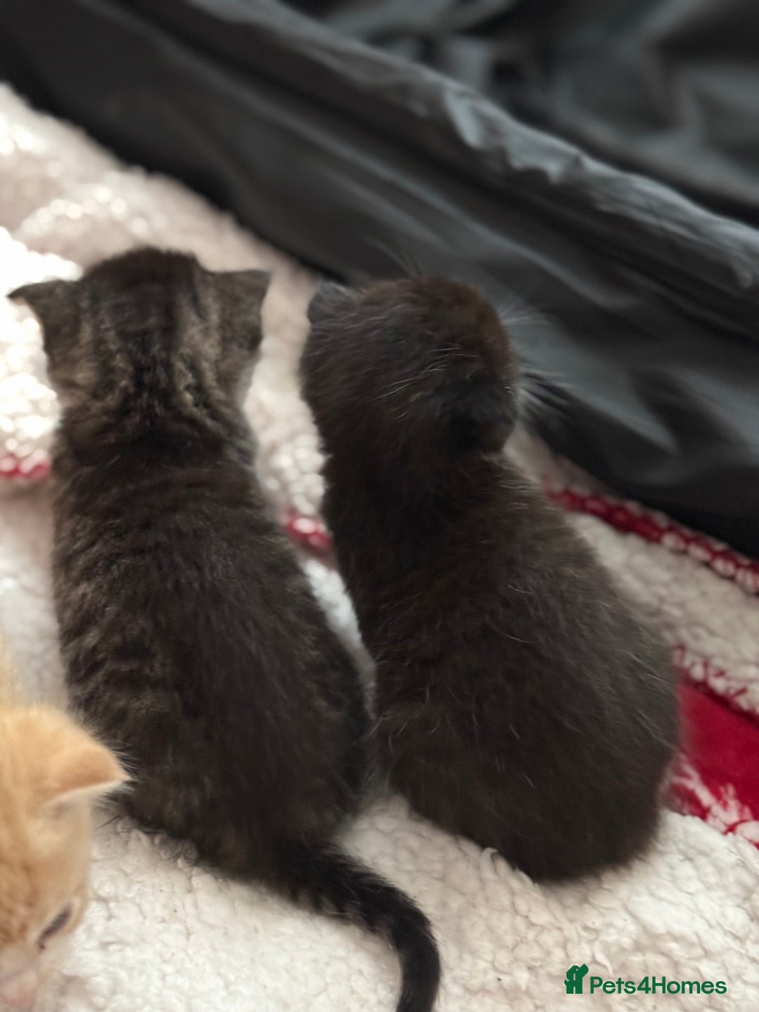 Scottish Fold cats for sale: Scottish fold mix with tabby .  - Image 27