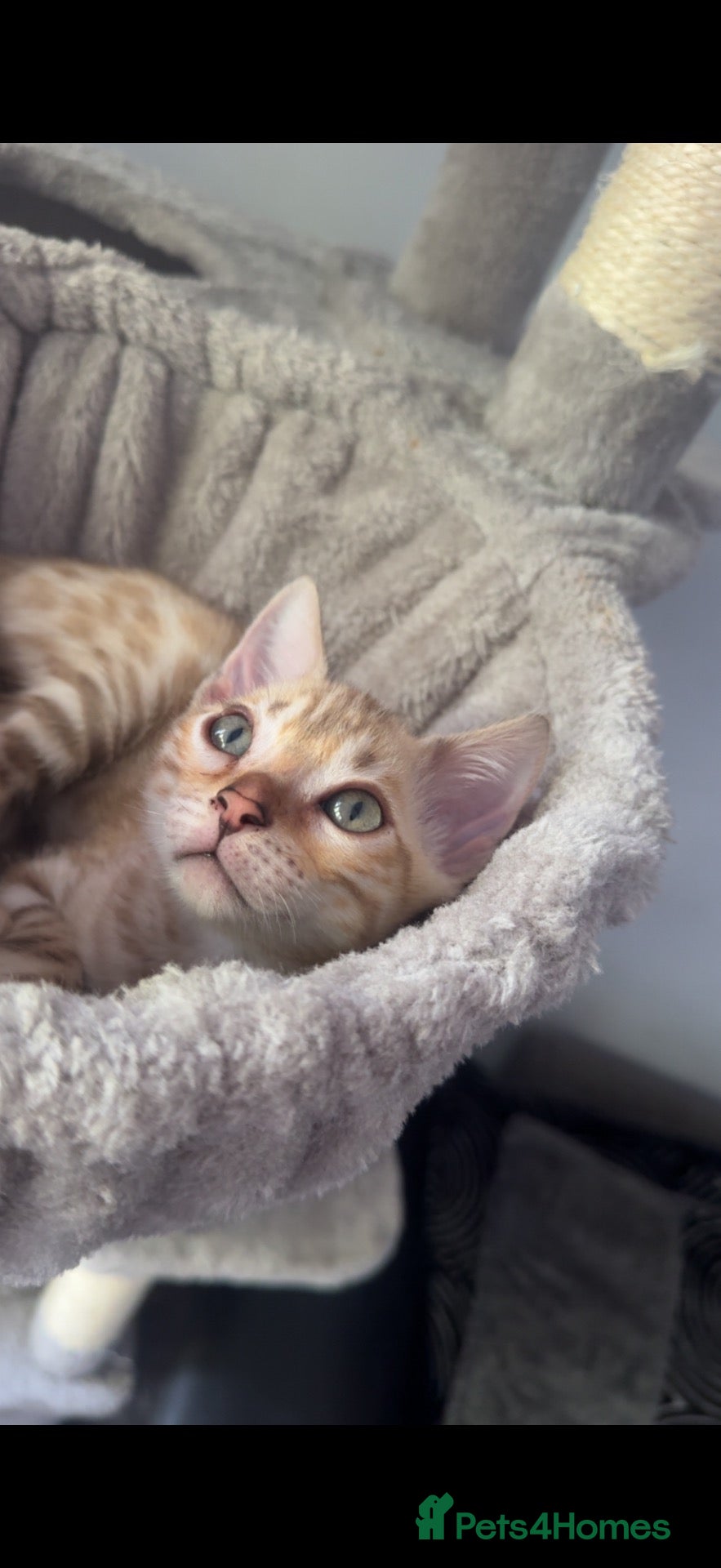 Bengal cats Bengal kittens blue eye snow and a green eye mink - Advert 7