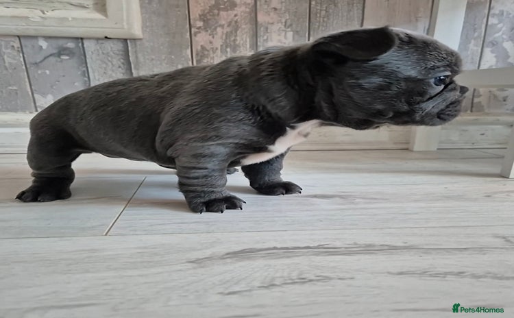 French Bulldog dogs 🐾🩷 LAST! Stunning French Bulldog Girl left🩷 - Advert 9