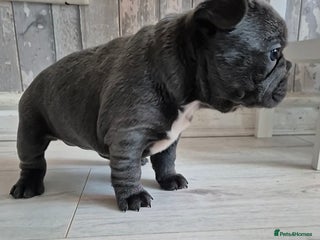 French Bulldog dogs 🐾🩷 LAST! Stunning French Bulldog Girl left🩷 - Advert 4